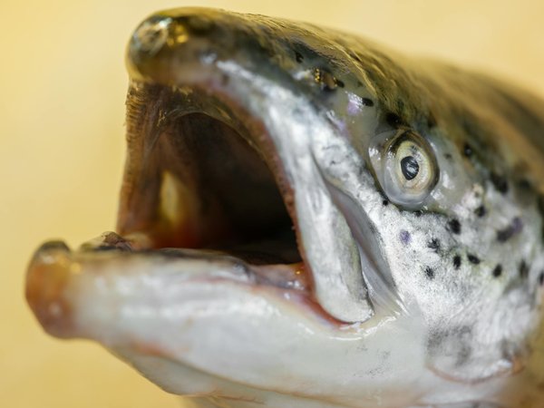 Dentiste à Ostwald : quand consulter ses services ?