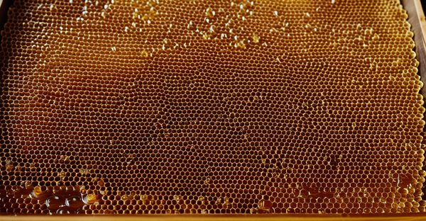 Miels en gros : qualité, variété et prix compétitifs