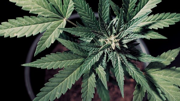 Thcp : quels sont les avis sur ce molécule ?